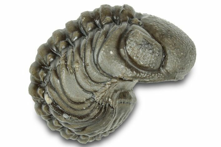 Wide, Enrolled Austerops Trilobite - Morocco #323213